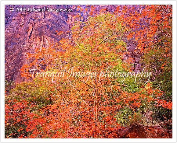 450553   Pastels in Zion